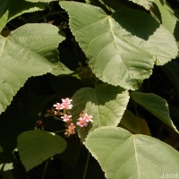 Melochia umbellata (Houtt.) Stapf
